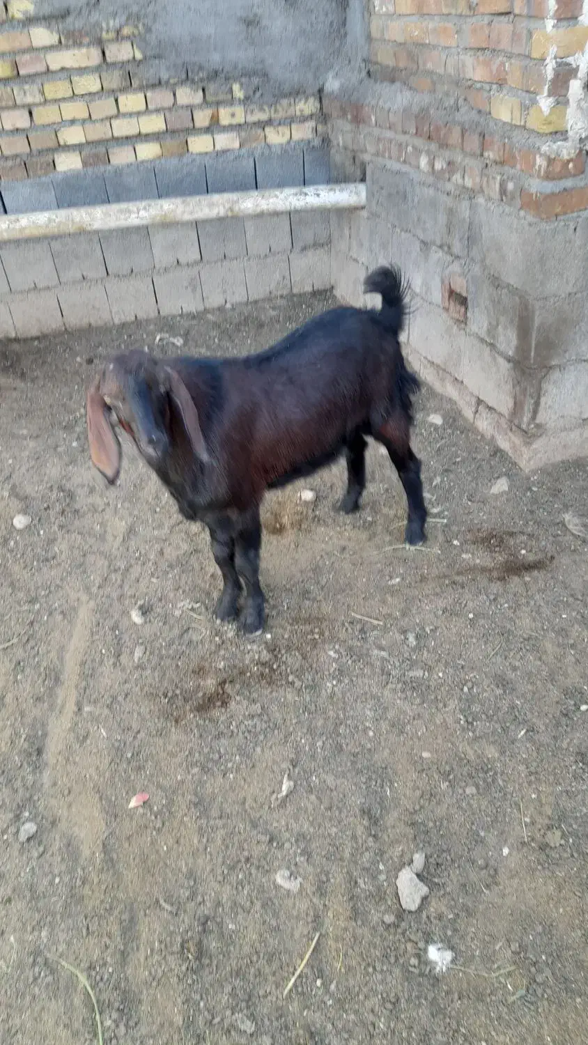 بزغاله نر صلاصه|حیوانات مزرعه|بیستون, |دیوار