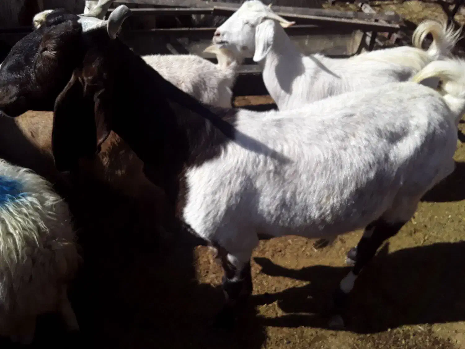 بز پاکستانی|حیوانات مزرعه|نگار, |دیوار