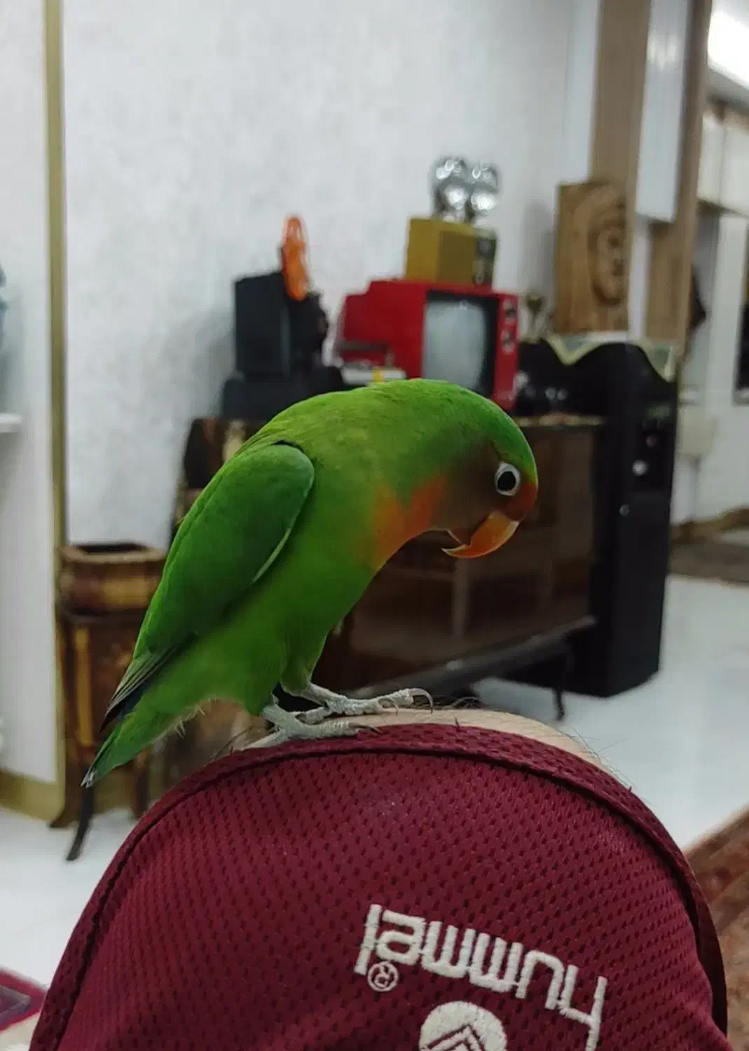 یک جفت کوتوله برزیلی|پرنده|شیراز, شهرک ولیعصر|دیوار