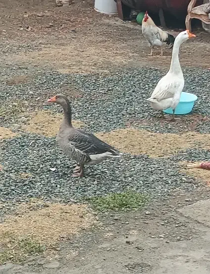 دوعدد قوغاز و یک خروس|حیوانات مزرعه|نوشین شهر, |دیوار