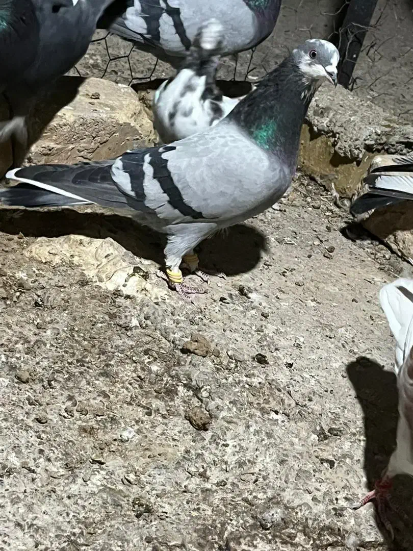 پرشی ، سالم|پرنده|پیر بکران, |دیوار