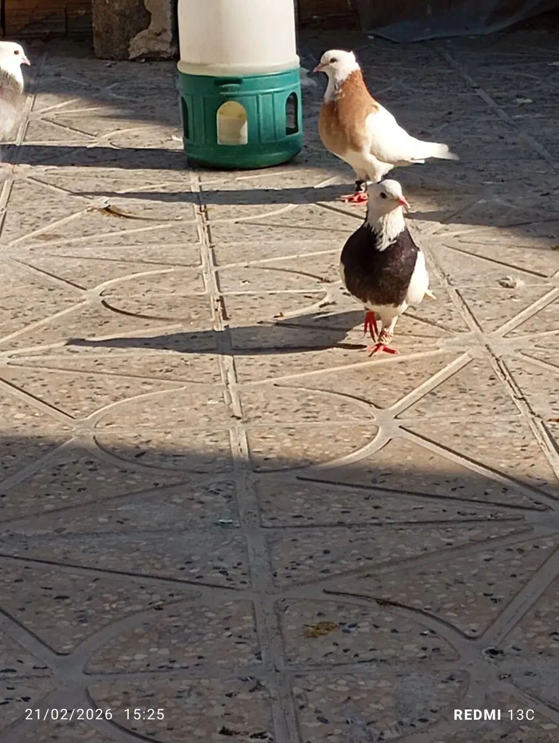 پرنده|پرنده|جم, |دیوار