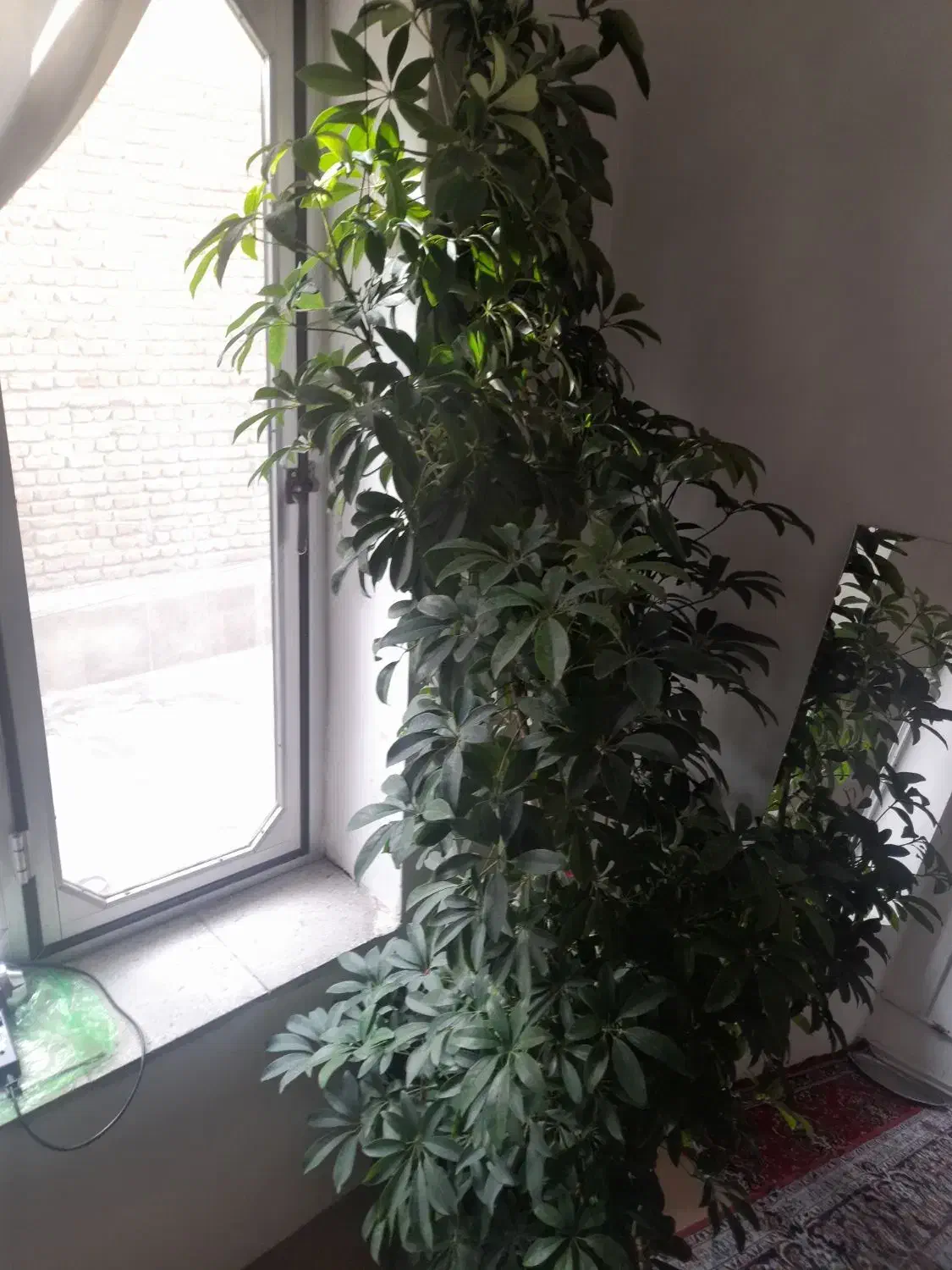 گل(درختچه)|گل و گیاه طبیعی|صحنه, |دیوار