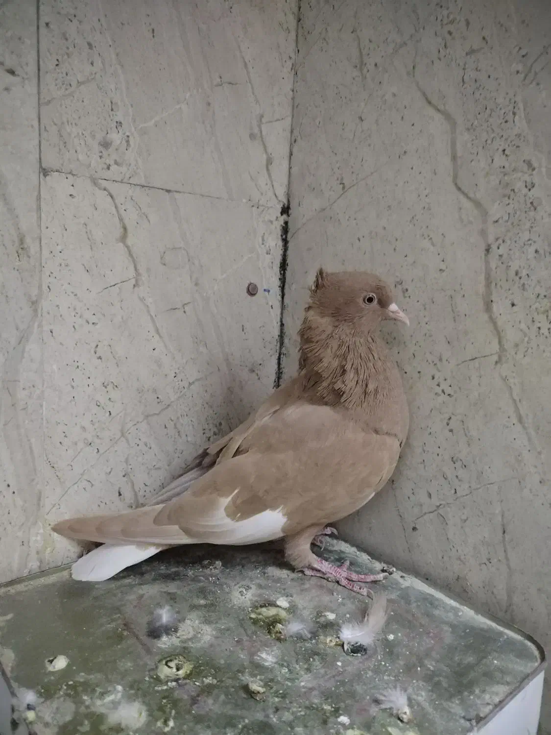 کفتر|پرنده|زرند, |دیوار