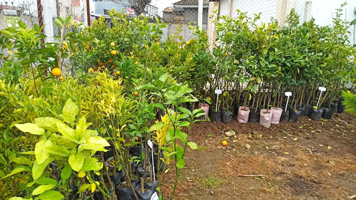 نهال میوه،مرکبات،سیاهریشه،فضاسازی|خدمات باغبانی و درختکاری|تولم شهر, |دیوار