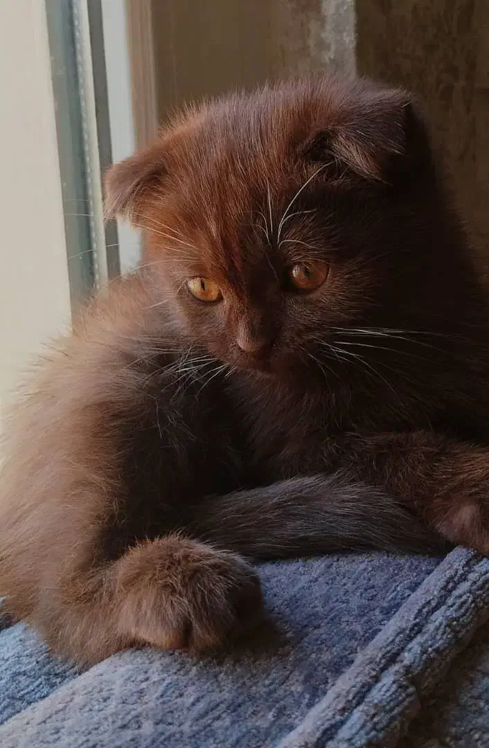 گربه گمشده|گربه|پرند, فاز ۶|دیوار