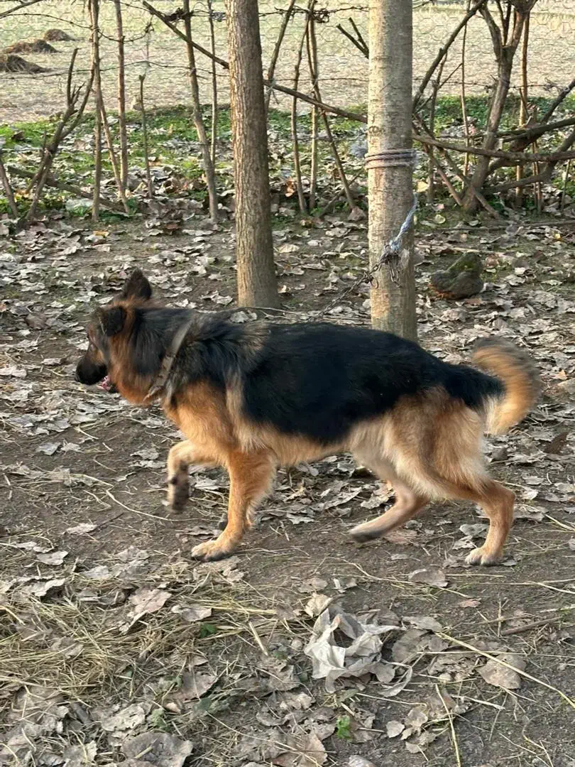 دو قلاده ژرمن شپرد برای فروش با قیمت منصفانه|سگ|رشت, حومه رشت|دیوار