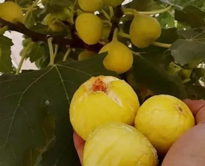 نهال انجیر ترکیه زرد و سیاه|خدمات باغبانی و درختکاری|ماسوله, |دیوار