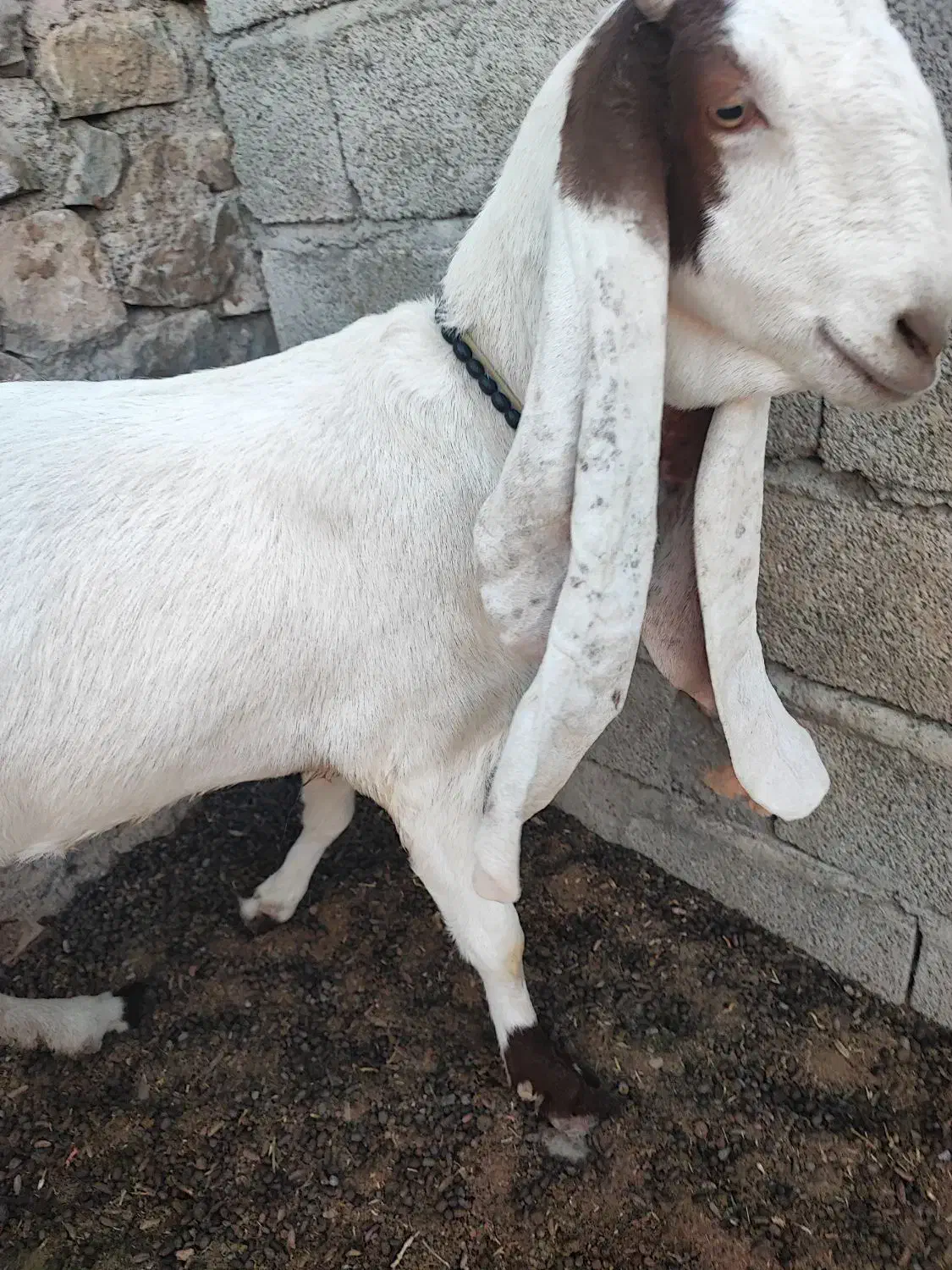 بز اصل گلابی گوش پنجاه سانت|حیوانات مزرعه|ایرانشهر, |دیوار