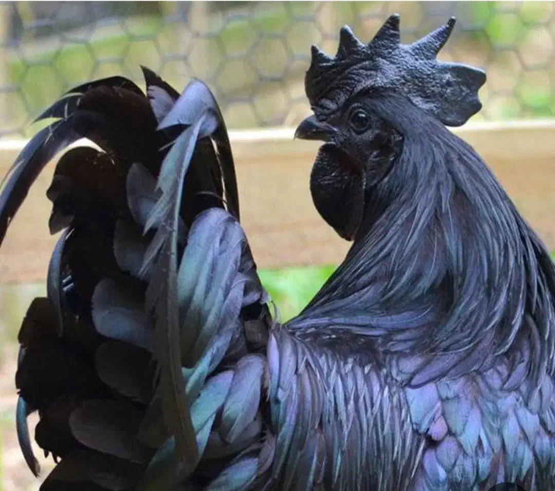 تخم نطفه دار برهما لایت ایام سمانی و لهستانی|حیوانات مزرعه|اصفهان, باتون|دیوار