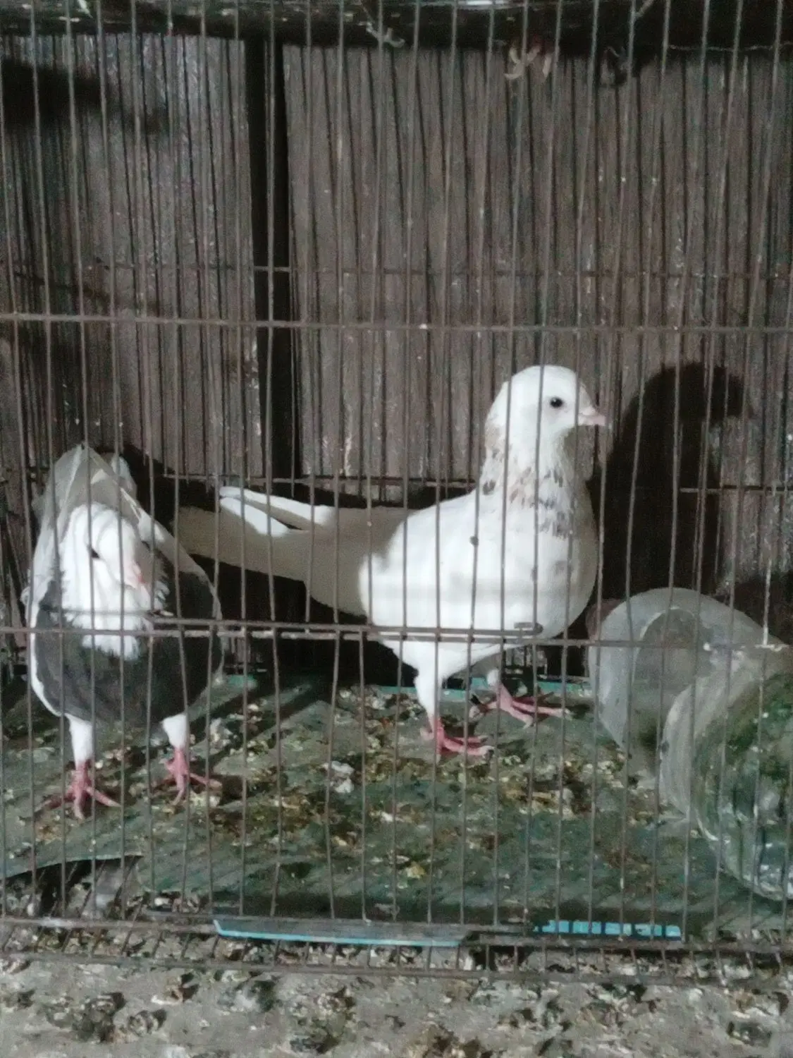 طوقی|پرنده|بهارستان, |دیوار