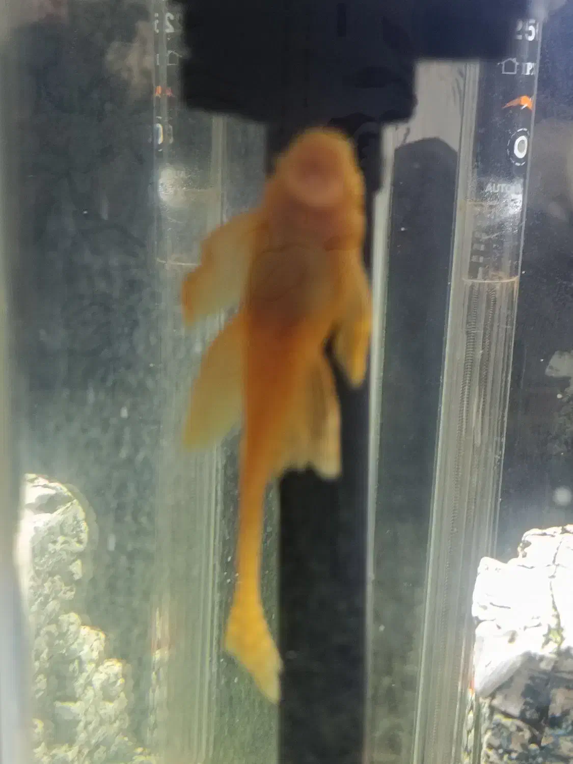 لجنخار|ماهی|نظرآباد, مسکن مهر نظرآباد|دیوار