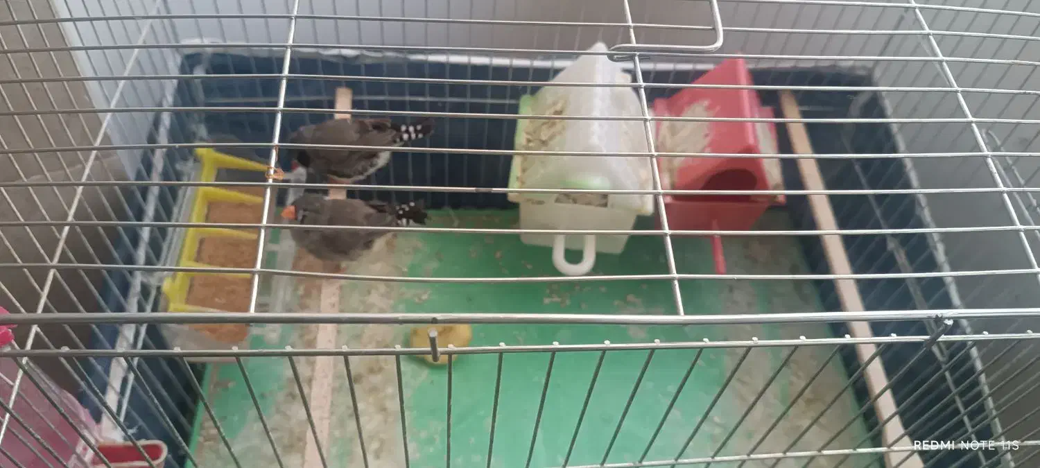 پرنده فنچ|پرنده|قره ضیاالدین, |دیوار