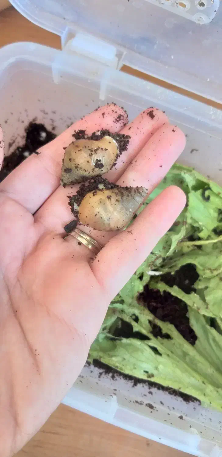 حلزون|خزنده|قرچک, مهدیه|دیوار