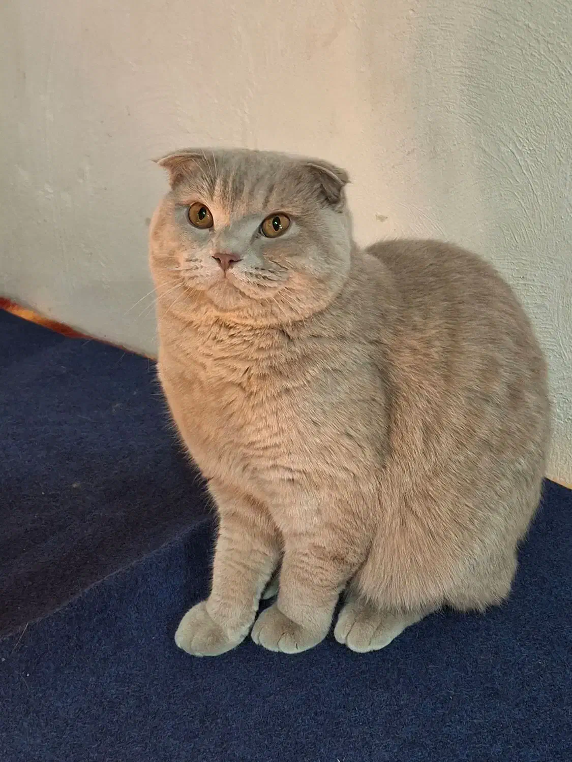 گربه اسکاتیش لیلاک|گربه|اندیشه, اندیشه فاز ۵|دیوار