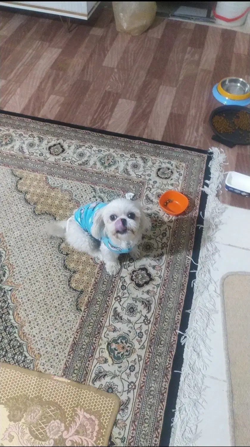 شیتزو فلت اصل مینیاتوری سایز ریز|سگ|پرند, فاز ۳|دیوار