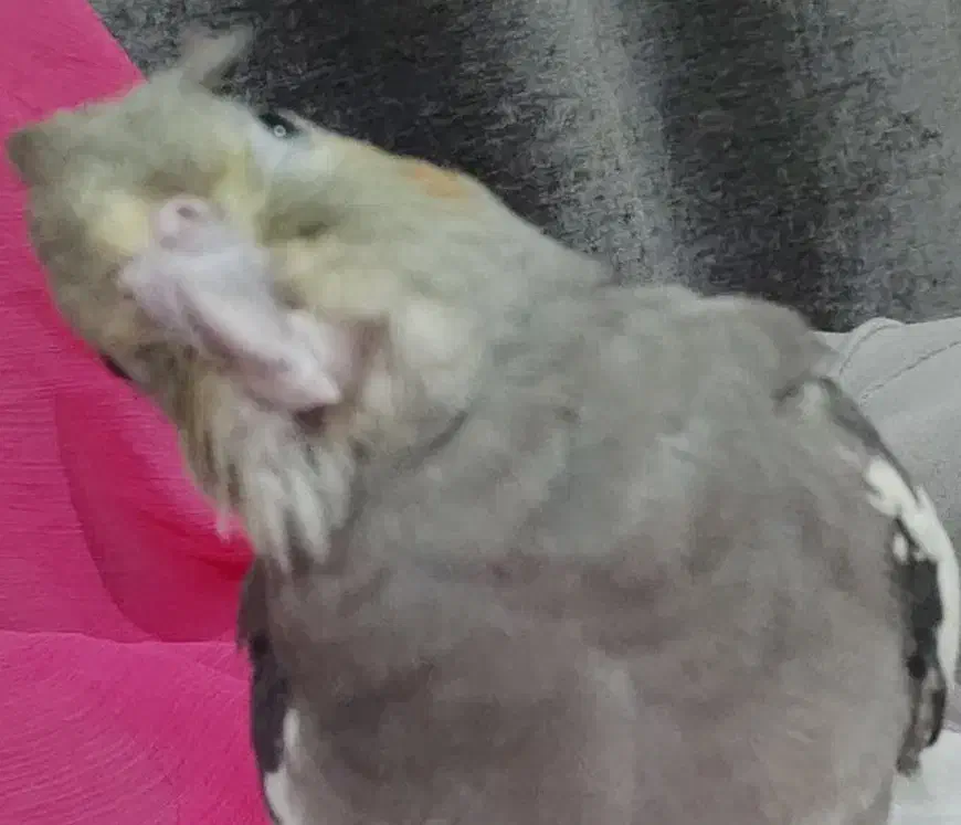 عروس هلندی گمشده|حیوانات|اهواز, کوی فرهنگیان ۱|دیوار