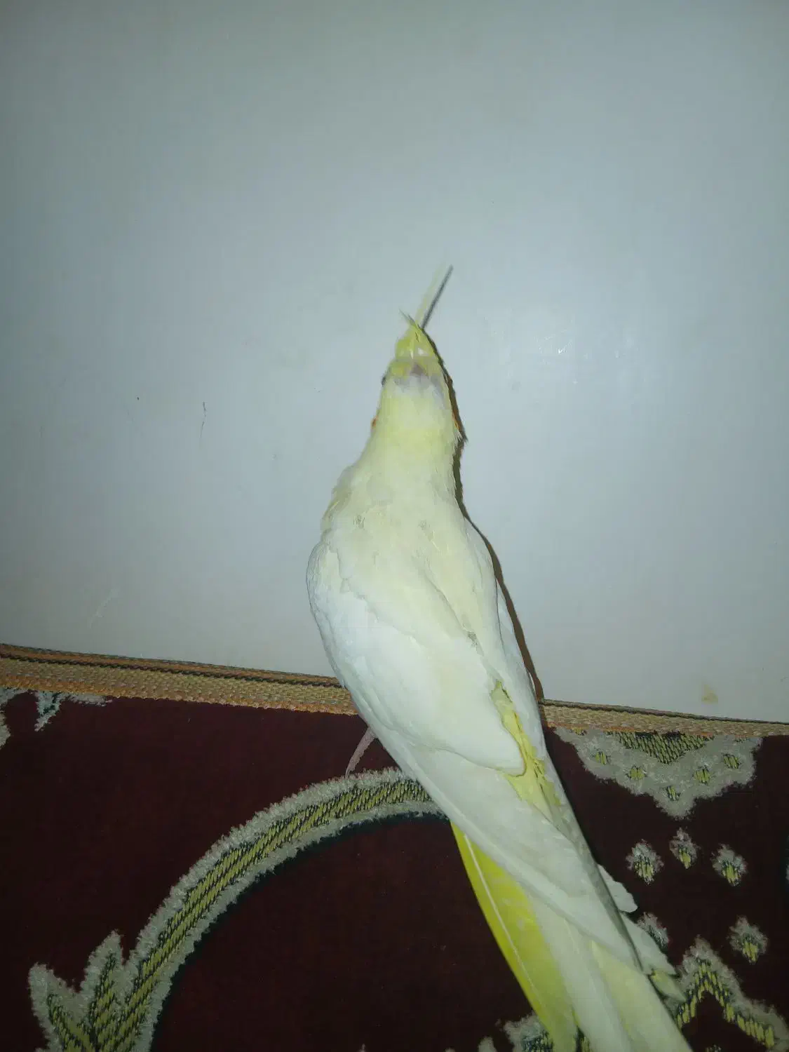 جوجه عروس هلندی نر ۲دوماهه با قفس دون خور شده|پرنده|کوهدشت, |دیوار