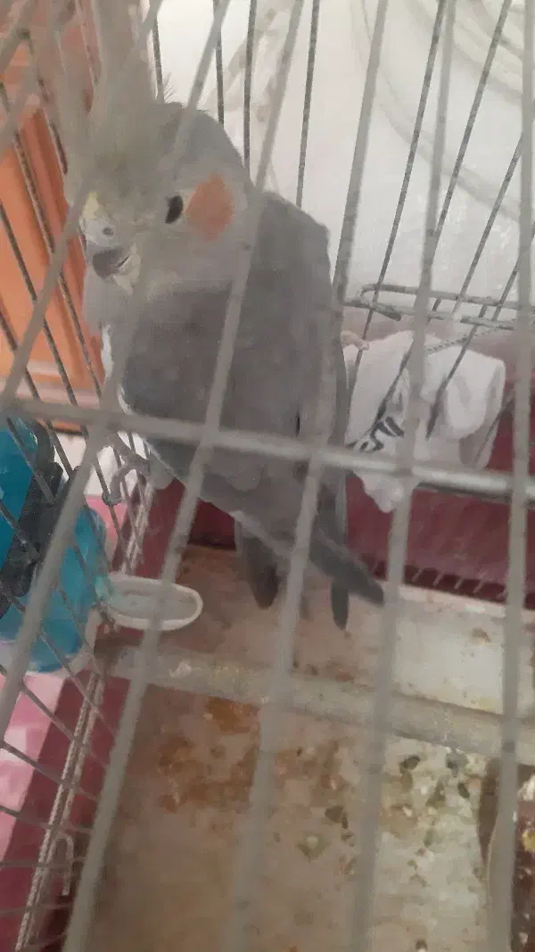 عروس هلندی ماده آماده کار داده صحیح و سالم|پرنده|پاکدشت, پاکدشت (مامازند)|دیوار