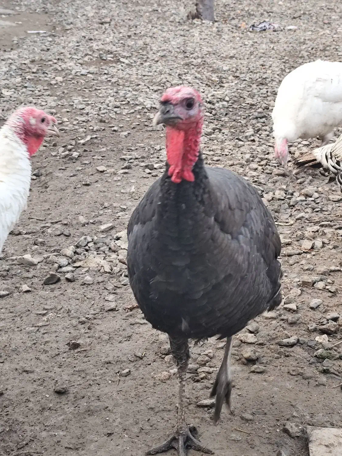 فروش بوقلمون|حیوانات مزرعه|انزل, |دیوار