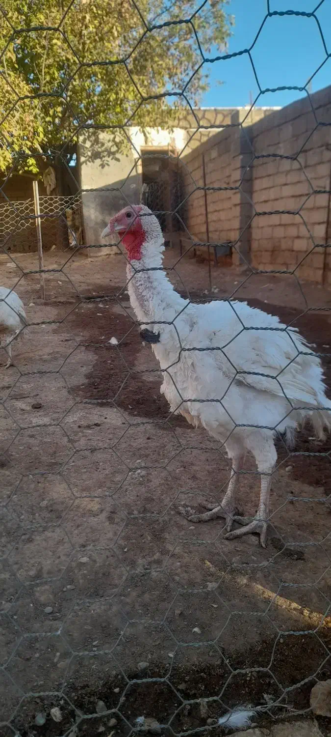 بوقلمون|حیوانات مزرعه|صحنه, |دیوار