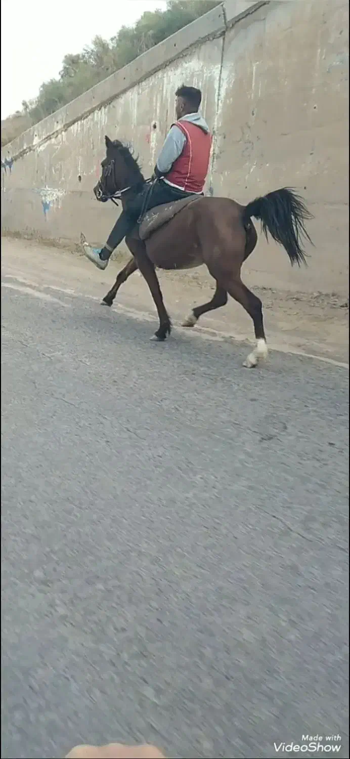 اسب‌ مادیان‌ تمام‌ یورقه|اسب و تجهیزات اسب‌سواری|زنجانرود, |دیوار