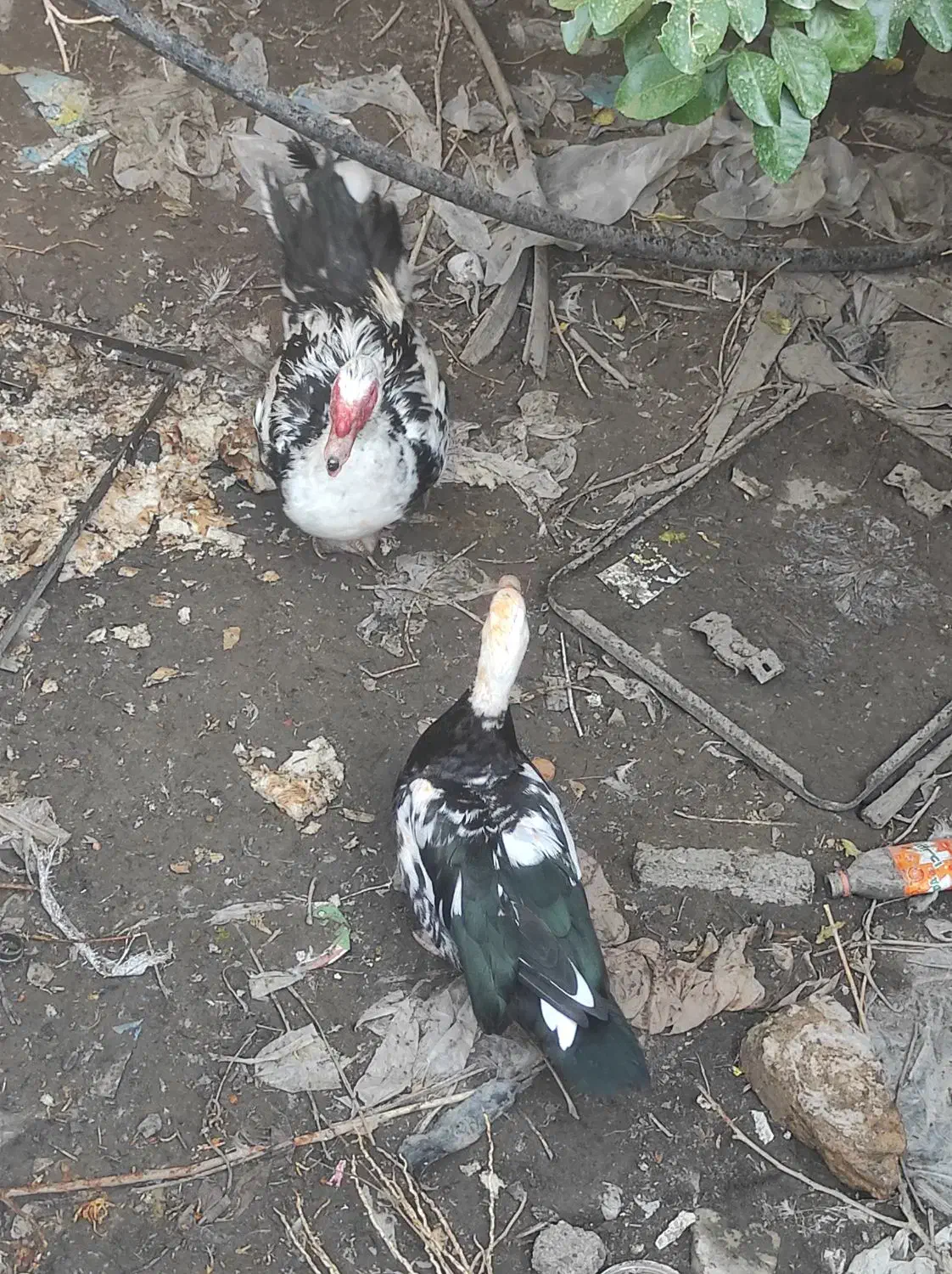 اردک و غاز|حیوانات مزرعه|ایرانشهر, |دیوار