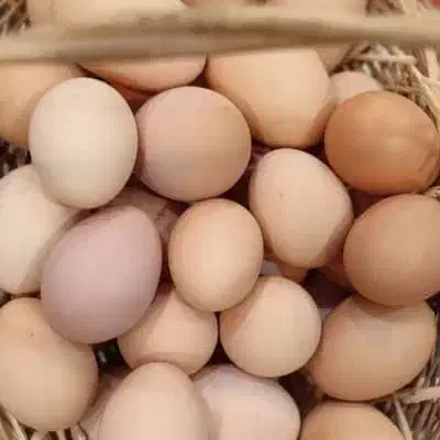 تخم مرغ بومی|خوردنی و آشامیدنی|نجفآباد, جلال آباد|دیوار