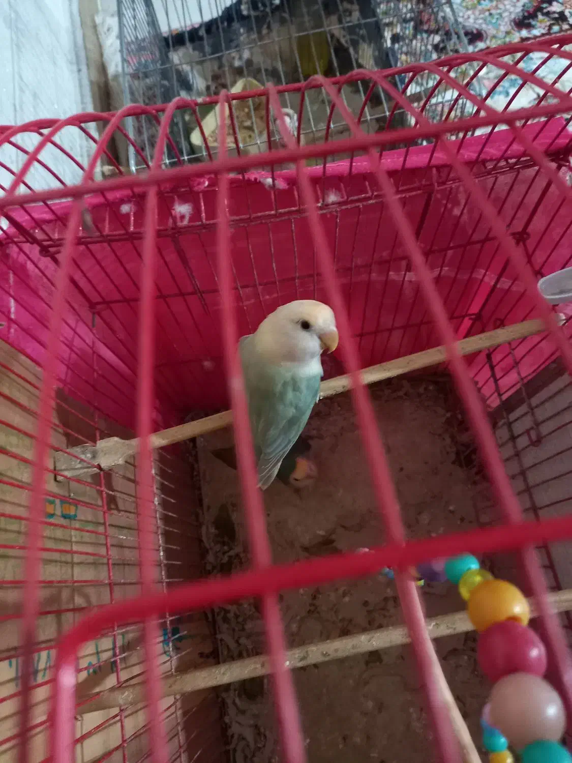 طوطی برزیلی|پرنده|ارومیه, |دیوار