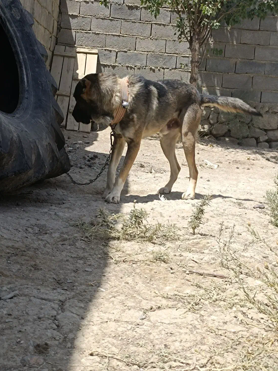 سگ های نگهبانی وو گله  داری|سگ|شیروان (خراسان), |دیوار