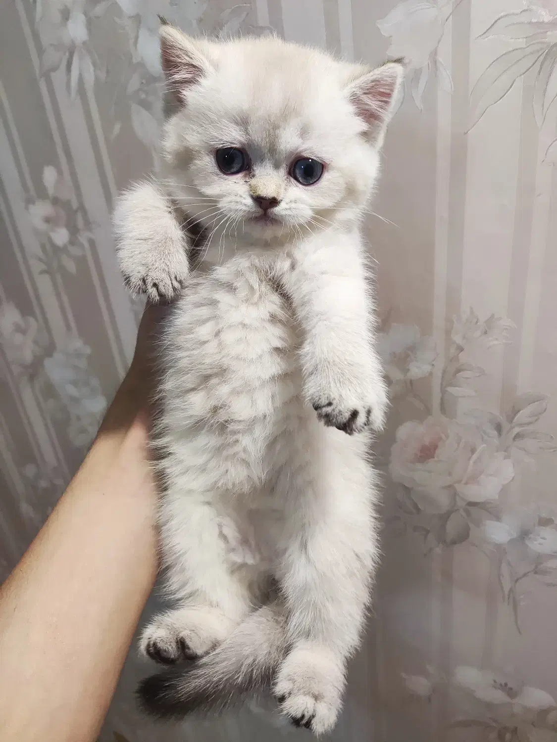 گربه بریتیش ماده|گربه|شیراز, فرهنگ شهر|دیوار