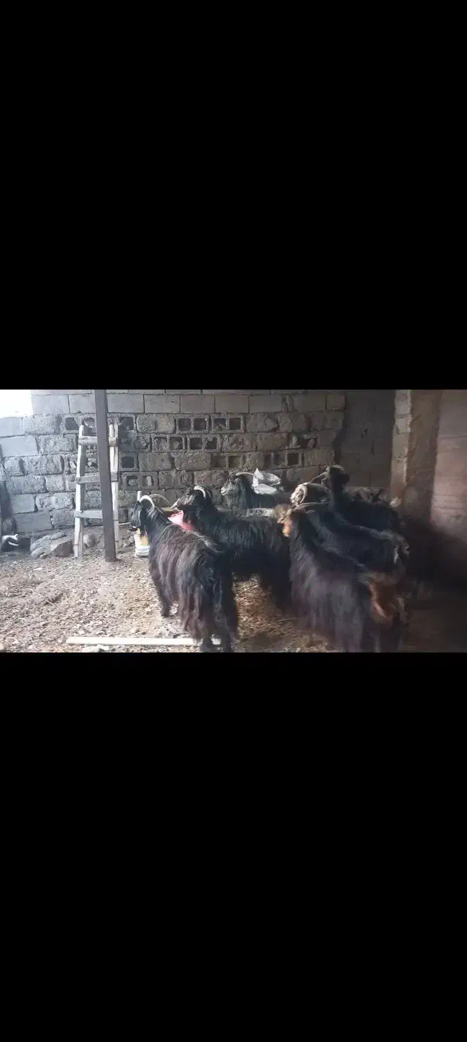 بز بزغاله چپش|حیوانات مزرعه|پلدختر, |دیوار