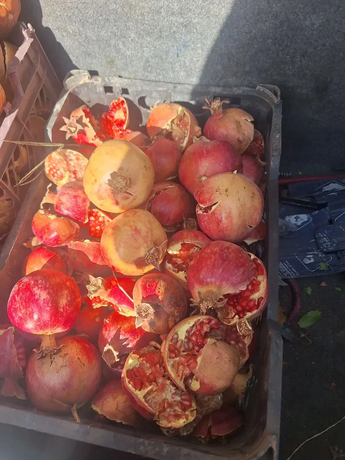 انار ربی جون|خوردنی و آشامیدنی|حمیدیا, |دیوار