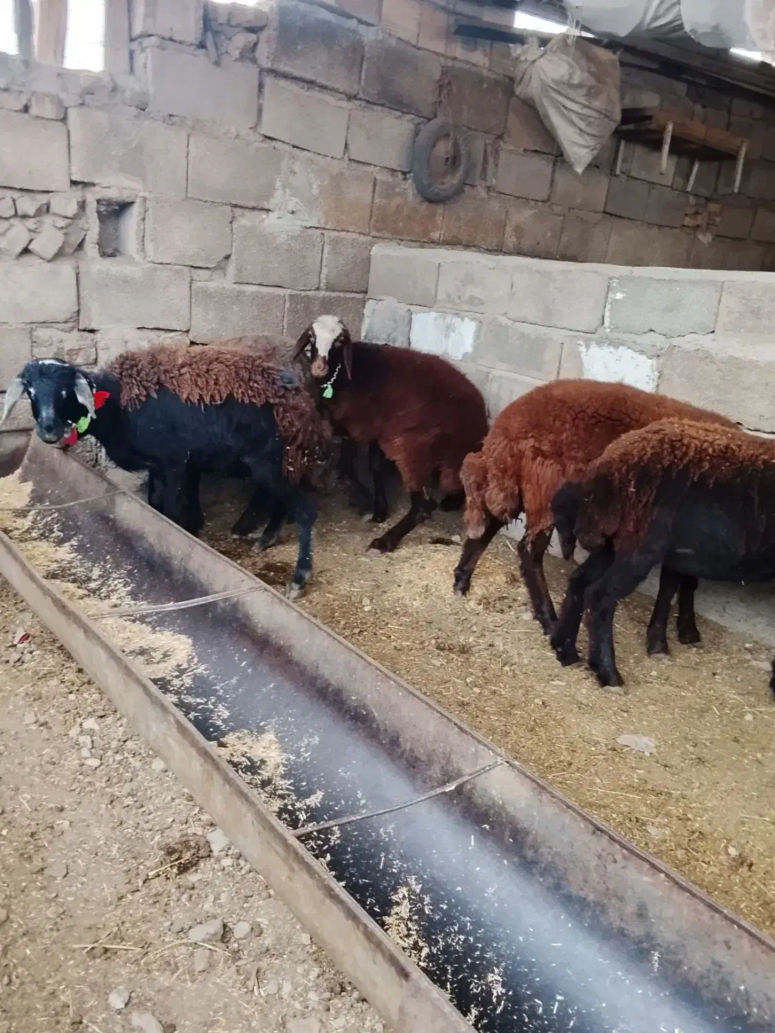 توقلی ۱۰ ماه|حیوانات مزرعه|سنگدوین, |دیوار