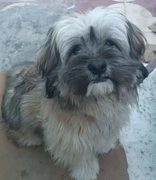 سگ شیتزو|سگ|شیراز, کوشک میدان|دیوار