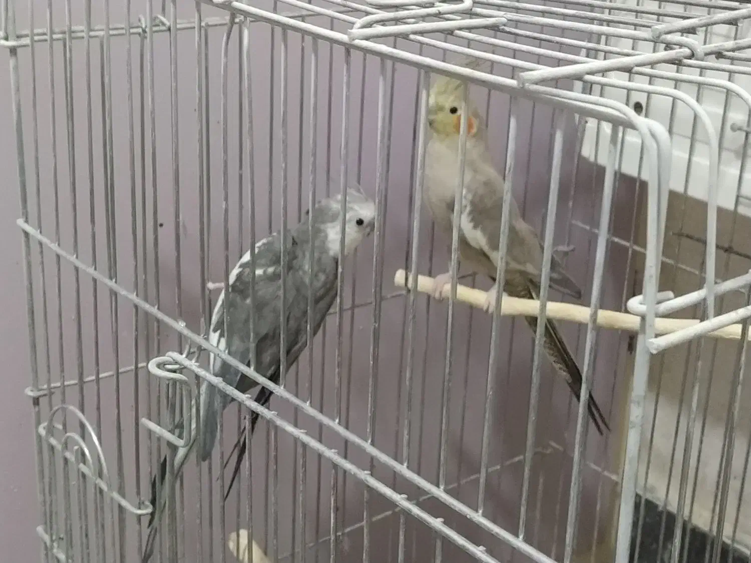 عروس هلندی سخنگو|پرنده|پاکدشت, شهرک امام رضا|دیوار