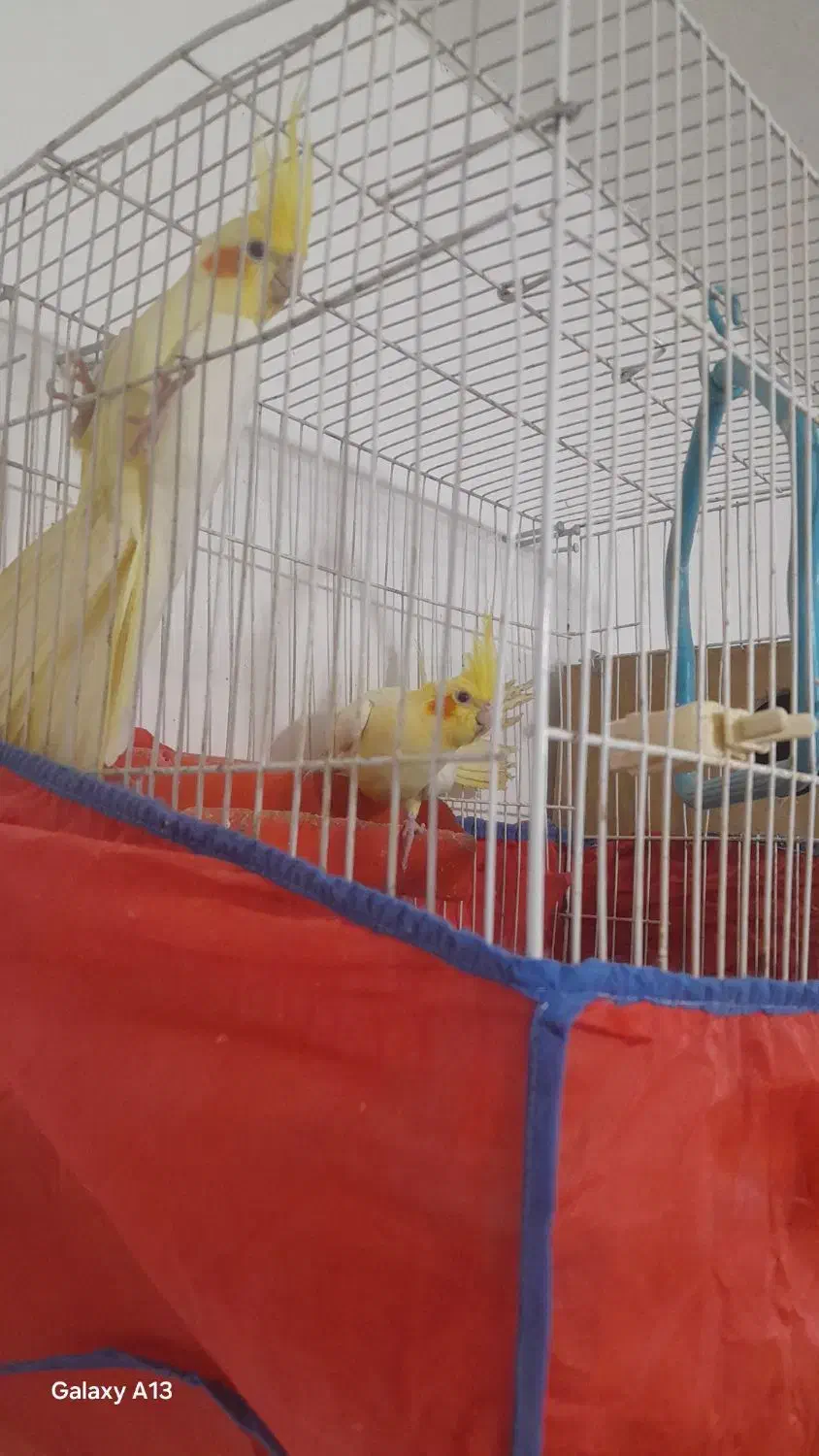 جوجه عروس هلندی|پرنده|فاضل آباد, |دیوار