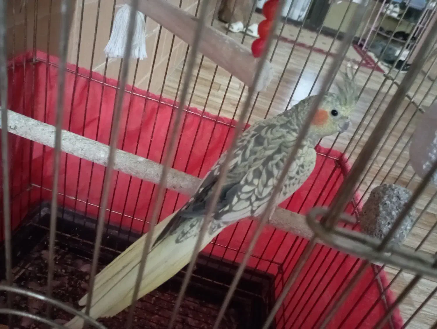 عروس هلندی|پرنده|یزد, |دیوار