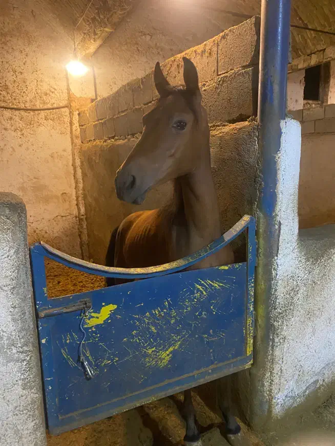 کره اسب کرد ۷ ماهه|اسب و تجهیزات اسب‌سواری|جوین, |دیوار