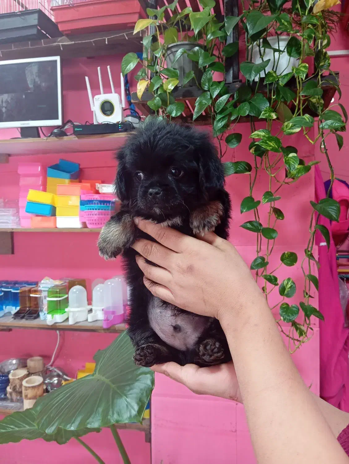 سگ شیتزو مشکی خاص|سگ|محمودآباد, |دیوار