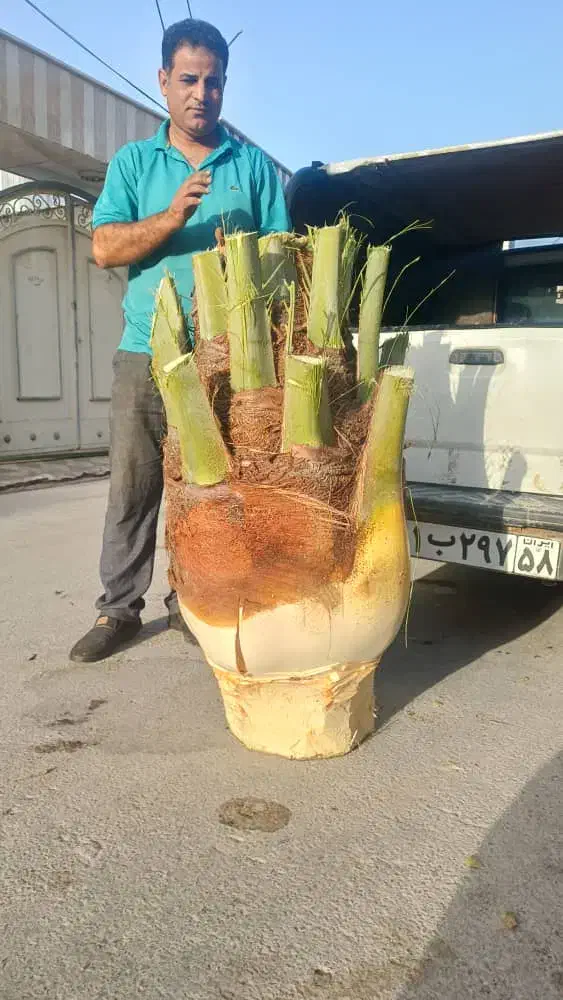 بریدن نخل|خدمات باغبانی و درختکاری|بهبهان, |دیوار