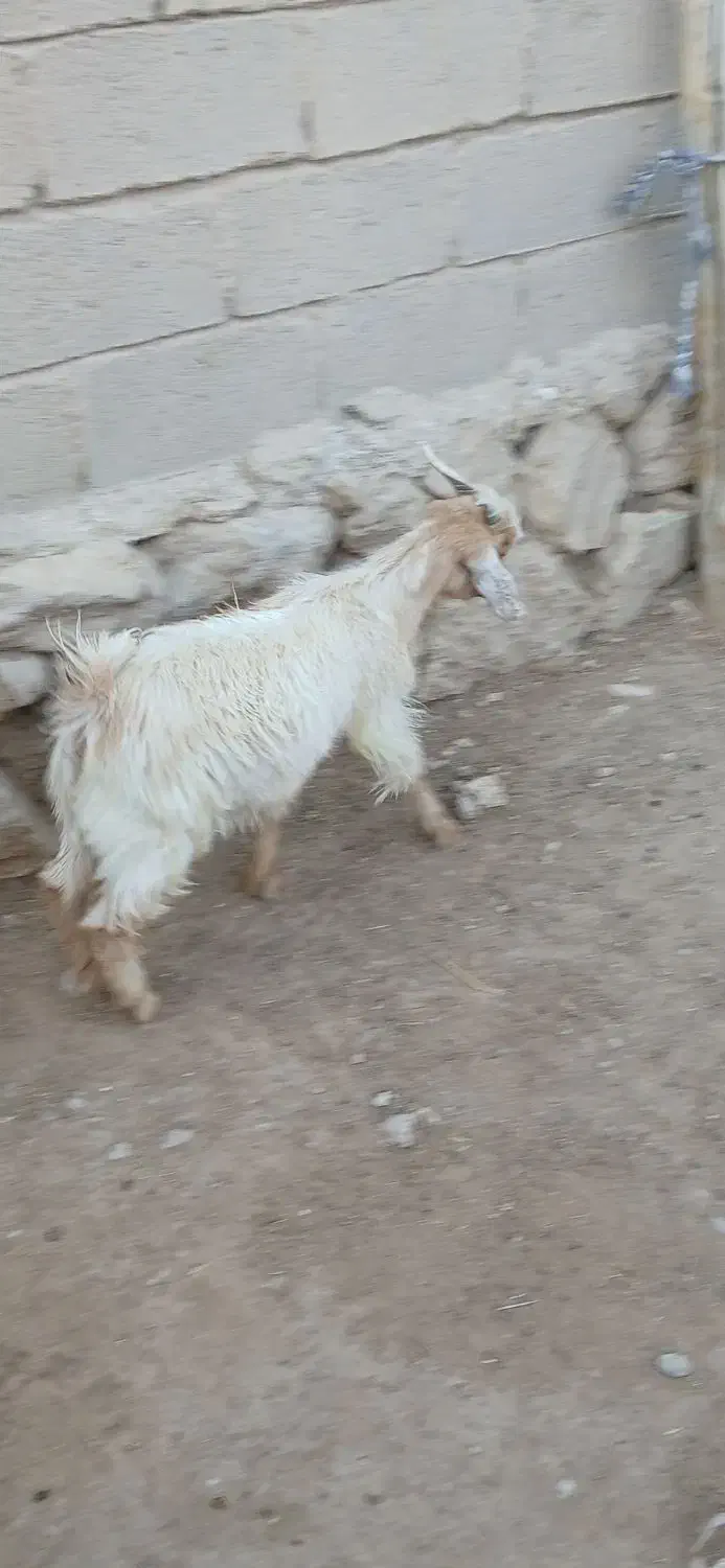 یه دونه کهره نر قیمت ۵۷۰۰|حیوانات مزرعه|داراب, |دیوار