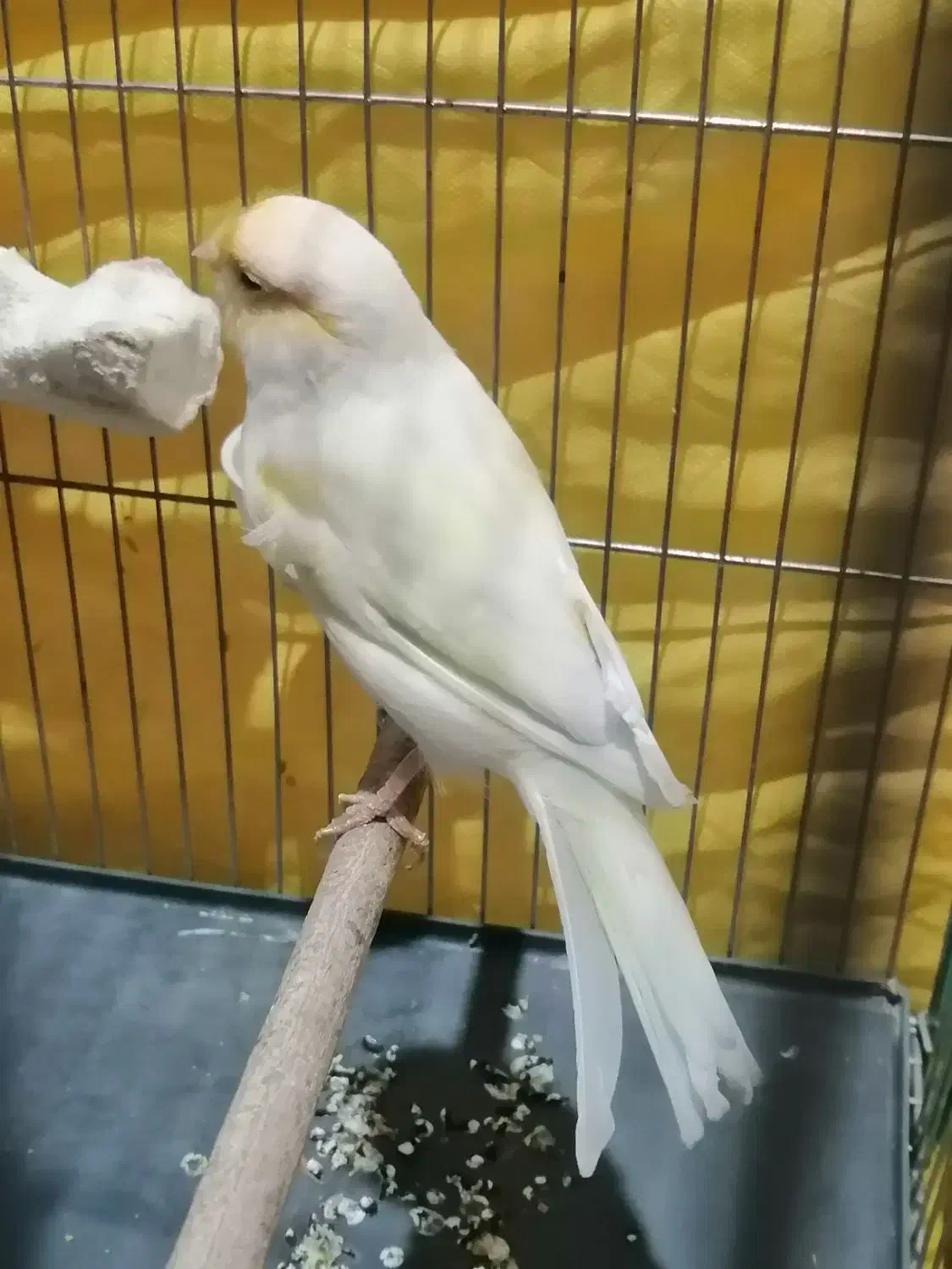 قناری|پرنده|شیراز, کوشک میدان|دیوار