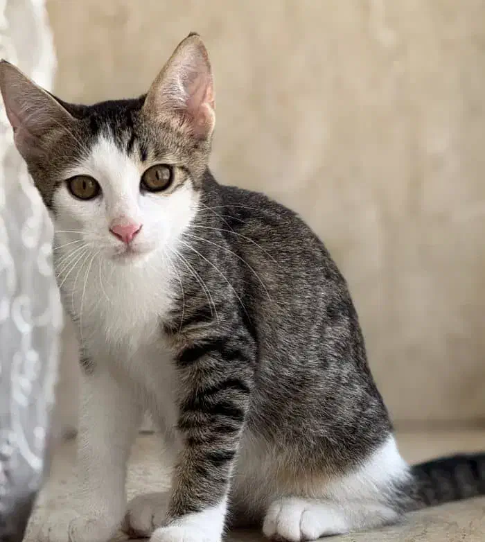 واگذاری بچه گربه|گربه|بندر انزلی, تهران|دیوار