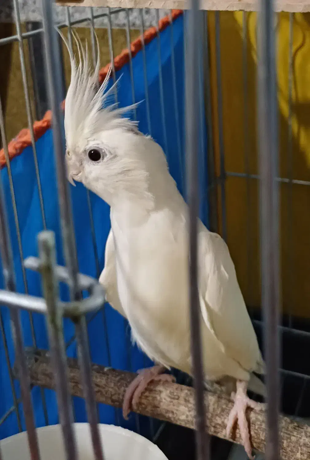 عروس هلندی آلبینو ماده|پرنده|قم, انسجام|دیوار