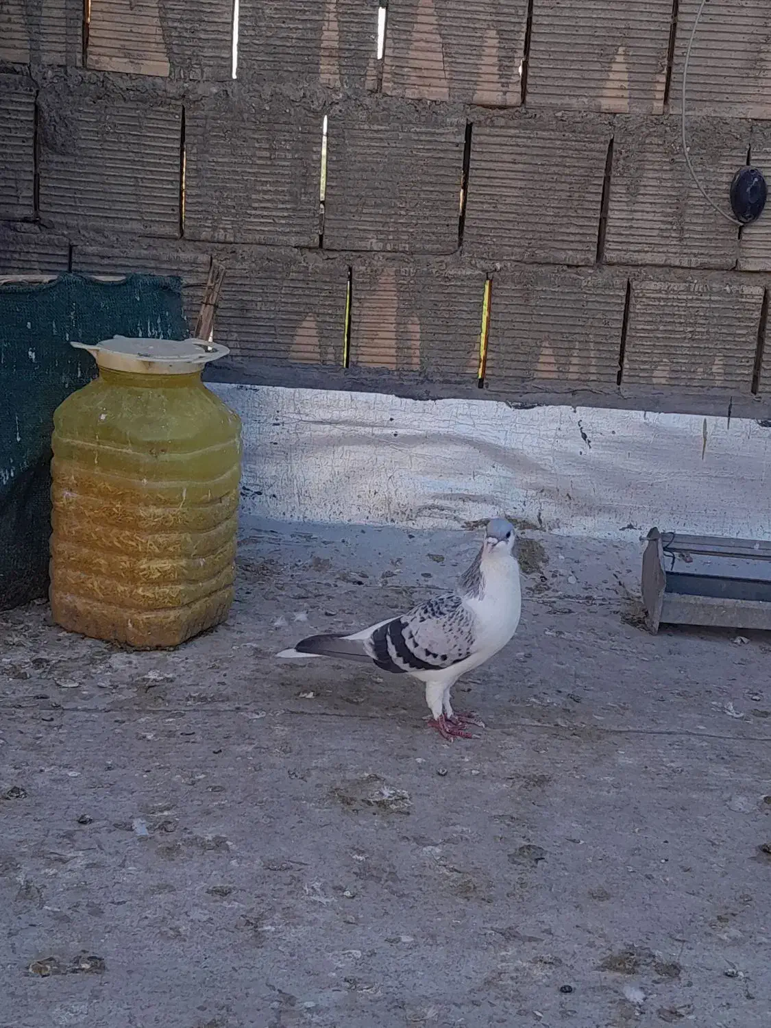 کبوتر|پرنده|شوشتر, |دیوار