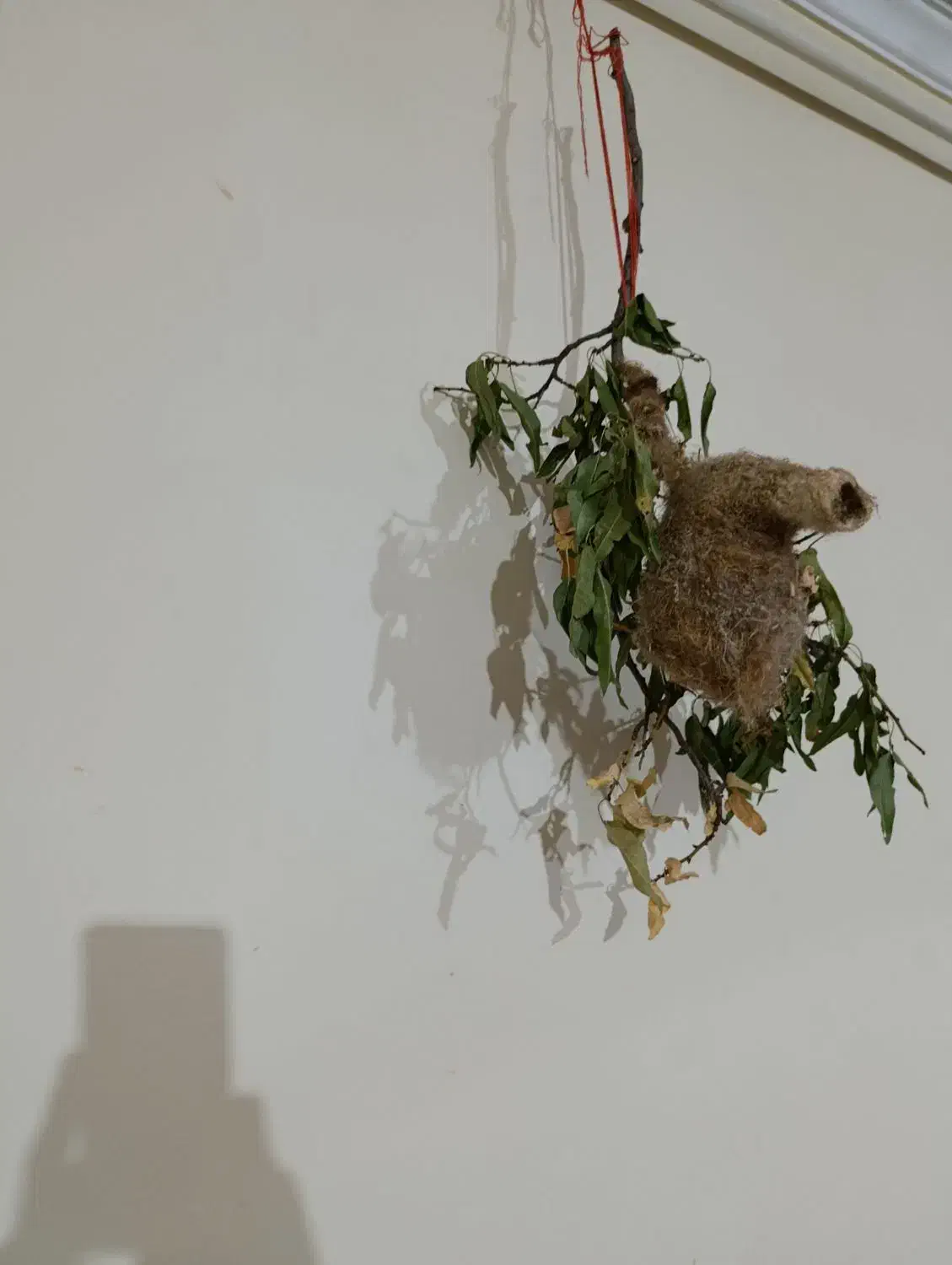 لانهبلبل|لوازم جانبی حیوانات|ایجرود, |دیوار