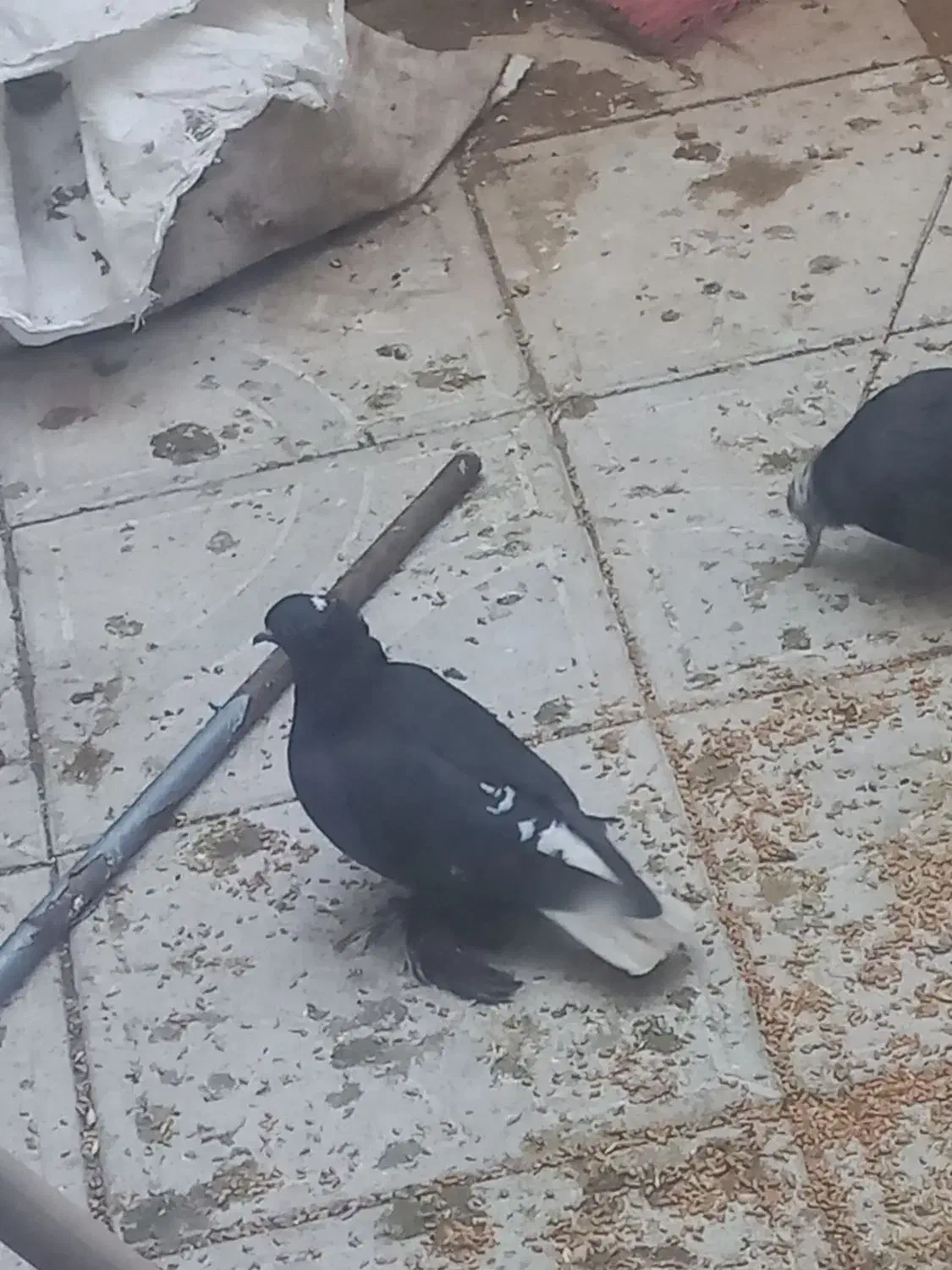 کبوتر|پرنده|تبریز, |دیوار