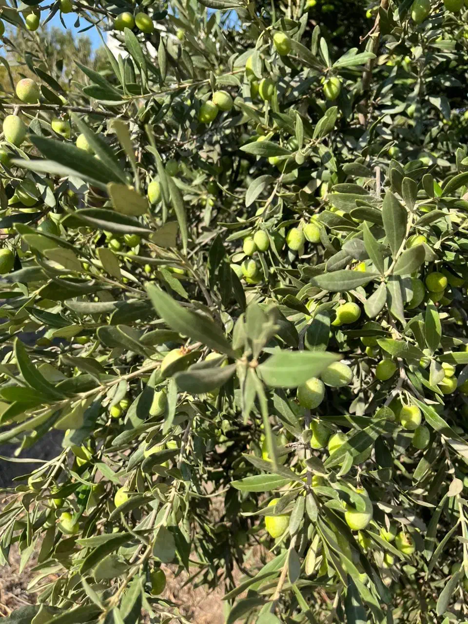 روغن زیتون فرا بکر|خوردنی و آشامیدنی|تهران, بوستان ولایت|دیوار