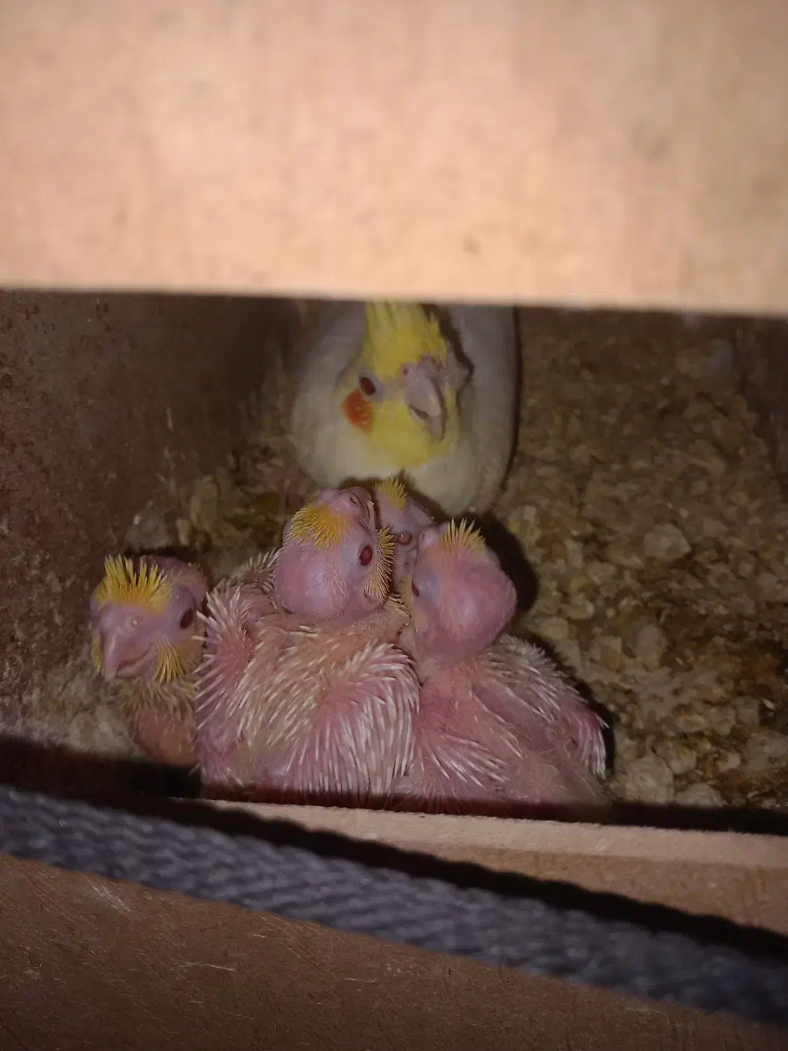 جفت‌ عروس هلندی چشم شرابی   مولد|پرنده|شوش, |دیوار